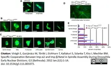 Anti Tubulin Alpha Antibody, clone YL1/2 gallery image 4