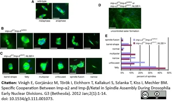 Anti Tubulin Alpha Antibody, clone YL1/2 gallery image 4