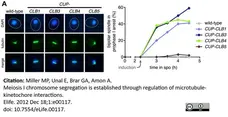 Anti Tubulin Alpha Antibody, clone YL1/2 gallery image 40