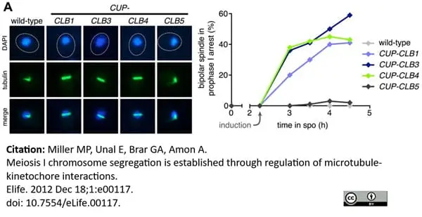 Anti Tubulin Alpha Antibody, clone YL1/2 gallery image 40