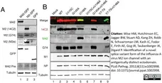 Anti Tubulin Alpha Antibody, clone YL1/2 gallery image 5
