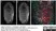 Anti Tubulin Alpha Antibody, clone YL1/2 thumbnail image 7