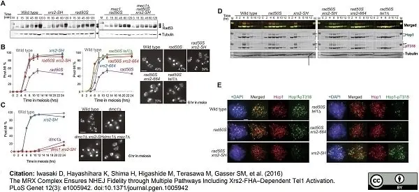 Anti Tubulin Alpha Antibody, clone YL1/2 gallery image 8