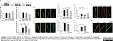 Anti Tubulin Alpha Antibody, clone YL1/2 gallery image 9