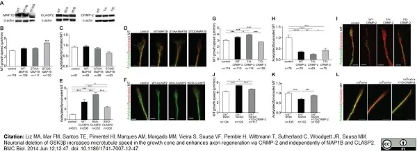Anti Tubulin Alpha Antibody, clone YL1/2 gallery image 9