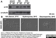 Anti Tubulin Alpha Antibody, clone YOL1/34 gallery image 1