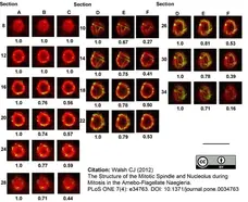 Anti Tubulin Alpha Antibody, clone YOL1/34 gallery image 10