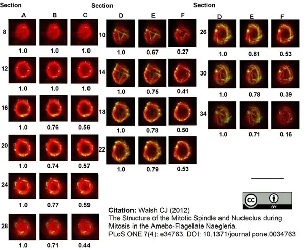 Anti Tubulin Alpha Antibody, clone YOL1/34 gallery image 10