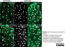 Anti Tubulin Alpha Antibody, clone YOL1/34 gallery image 11