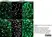 Anti Tubulin Alpha Antibody, clone YOL1/34 thumbnail image 11