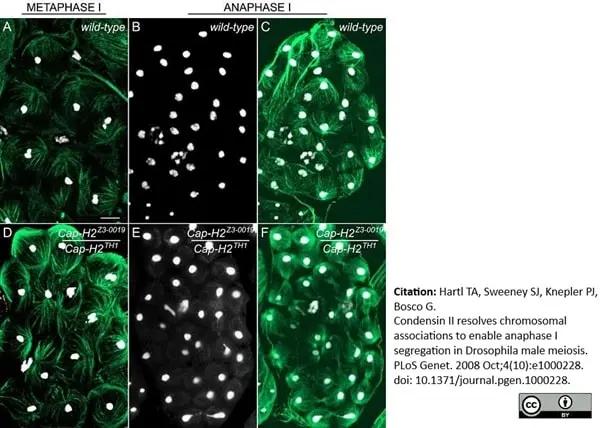 Anti Tubulin Alpha Antibody, clone YOL1/34 gallery image 11