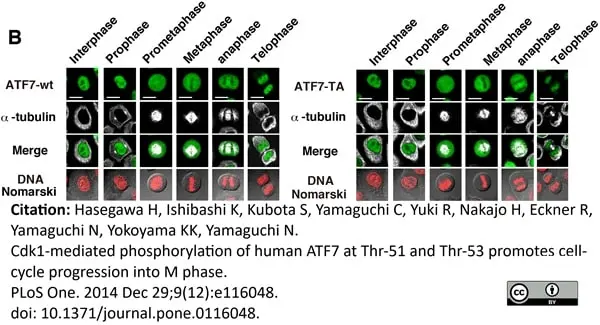 Anti Tubulin Alpha Antibody, clone YOL1/34 gallery image 12