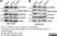 Anti Tubulin Alpha Antibody, clone YOL1/34 thumbnail image 13