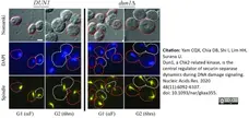 Anti Tubulin Alpha Antibody, clone YOL1/34 gallery image 14