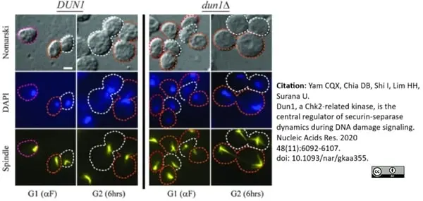 Anti Tubulin Alpha Antibody, clone YOL1/34 gallery image 14
