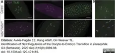 Anti Tubulin Alpha Antibody, clone YOL1/34 gallery image 15