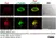 Anti Tubulin Alpha Antibody, clone YOL1/34 thumbnail image 16