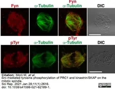 Anti Tubulin Alpha Antibody, clone YOL1/34 gallery image 17