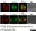 Anti Tubulin Alpha Antibody, clone YOL1/34 thumbnail image 17