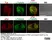 Anti Tubulin Alpha Antibody, clone YOL1/34 thumbnail image 17