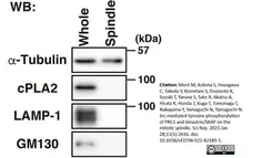 Anti Tubulin Alpha Antibody, clone YOL1/34 gallery image 18