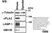 Anti Tubulin Alpha Antibody, clone YOL1/34 thumbnail image 18