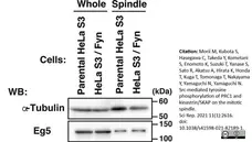 Anti Tubulin Alpha Antibody, clone YOL1/34 gallery image 19
