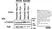 Anti Tubulin Alpha Antibody, clone YOL1/34 thumbnail image 19