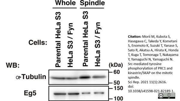 Anti Tubulin Alpha Antibody, clone YOL1/34 gallery image 19