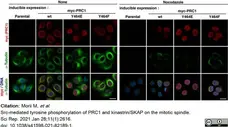 Anti Tubulin Alpha Antibody, clone YOL1/34 gallery image 20