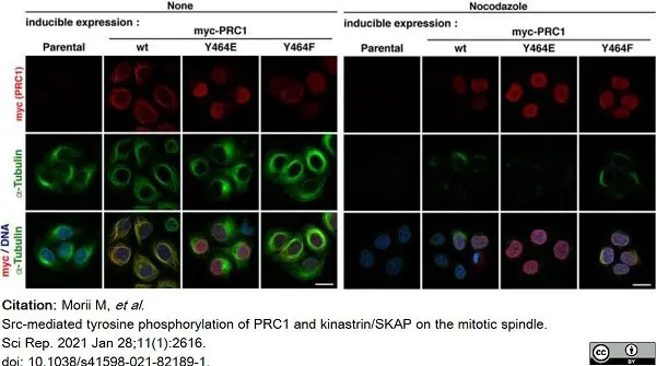 Anti Tubulin Alpha Antibody, clone YOL1/34 gallery image 20