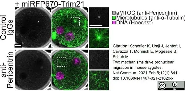 Anti Tubulin Alpha Antibody, clone YOL1/34 gallery image 21