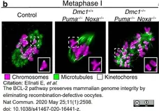Anti Tubulin Alpha Antibody, clone YOL1/34 gallery image 22