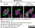 Anti Tubulin Alpha Antibody, clone YOL1/34 thumbnail image 22