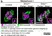 Anti Tubulin Alpha Antibody, clone YOL1/34 thumbnail image 22