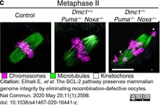 Anti Tubulin Alpha Antibody, clone YOL1/34 gallery image 23