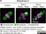 Anti Tubulin Alpha Antibody, clone YOL1/34 thumbnail image 23