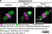 Anti Tubulin Alpha Antibody, clone YOL1/34 thumbnail image 23