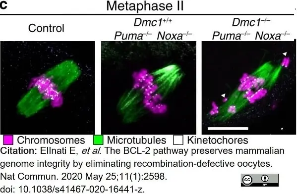 Anti Tubulin Alpha Antibody, clone YOL1/34 gallery image 23