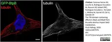 Anti Tubulin Alpha Antibody, clone YOL1/34 gallery image 24
