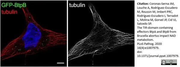 Anti Tubulin Alpha Antibody, clone YOL1/34 gallery image 24
