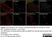 Anti Tubulin Alpha Antibody, clone YOL1/34 thumbnail image 25