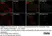 Anti Tubulin Alpha Antibody, clone YOL1/34 thumbnail image 25