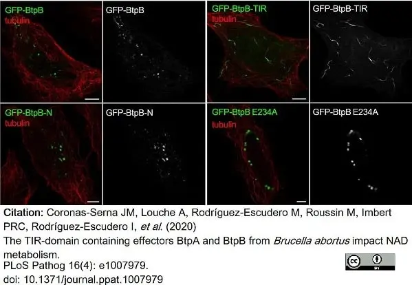 Anti Tubulin Alpha Antibody, clone YOL1/34 gallery image 25