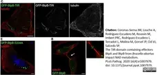 Anti Tubulin Alpha Antibody, clone YOL1/34 gallery image 26