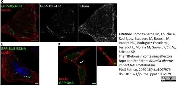 Anti Tubulin Alpha Antibody, clone YOL1/34 gallery image 26