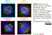 Anti Tubulin Alpha Antibody, clone YOL1/34 thumbnail image 27