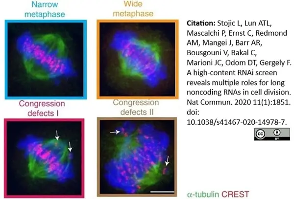 Anti Tubulin Alpha Antibody, clone YOL1/34 gallery image 27