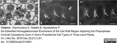 Anti Tubulin Alpha Antibody, clone YOL1/34 gallery image 28