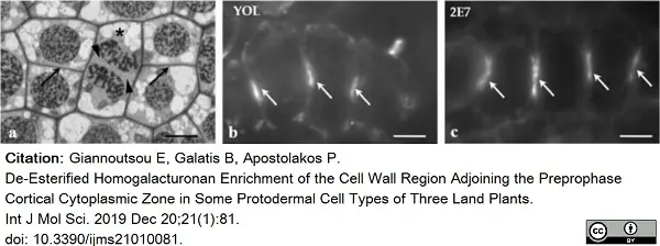 Anti Tubulin Alpha Antibody, clone YOL1/34 gallery image 28
